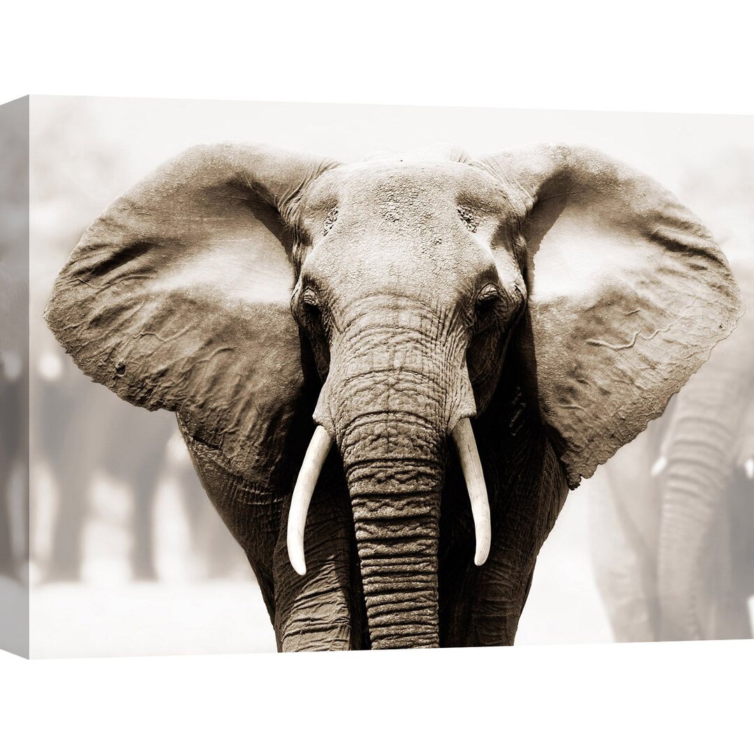 Fotodruck African Elephant