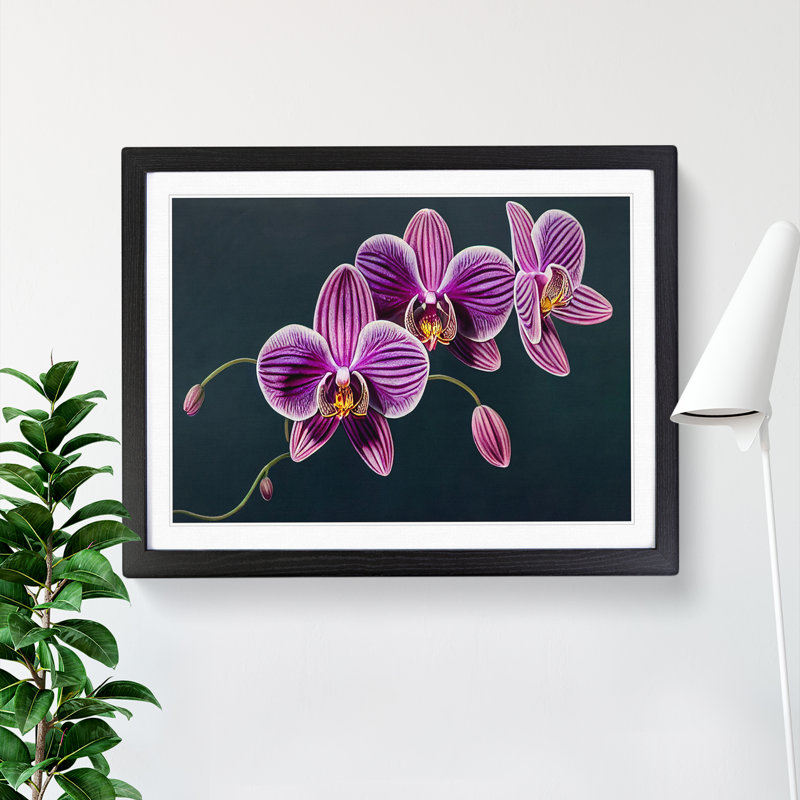 Sensational Orchid Flowers - Framed Print, Black, 34cm H x 46cm W x 2cm D