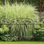 79 cm H x 63 cm W Fence Panels Fencing