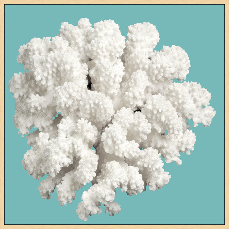 Coral Aqua 10' Framed Photographic Print