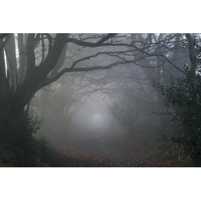 «Witches Tree» par Mypurgatoire