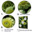 «Twilight Green Zinnias Flowers» sur toile-465964384-370133289