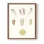 Pastel Knorr Shells I, reproduction encadrée - bois massif-1248163997-1248164011