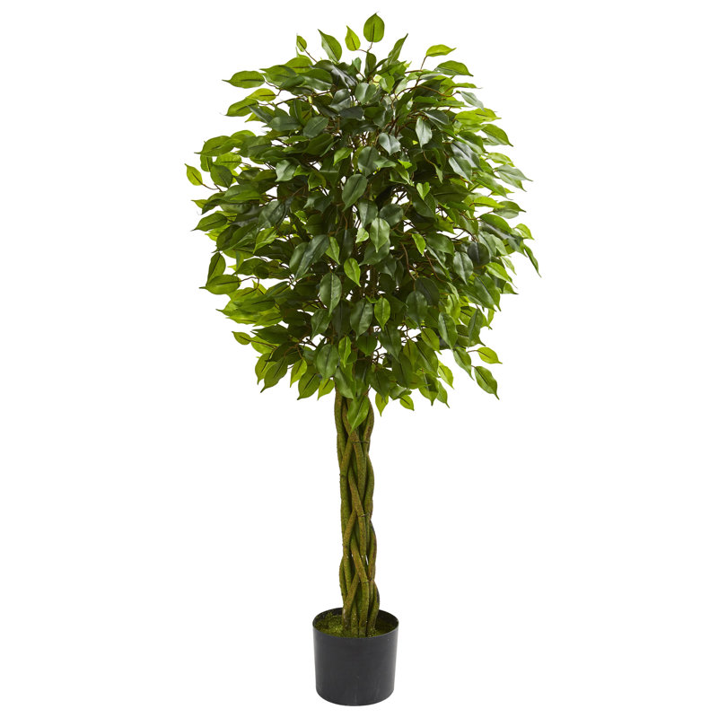 Ficus Tree with Braided Trunk