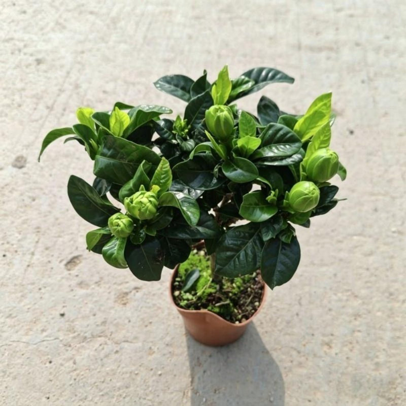 Cold Hardy Gardenia Jasminoides Live Plant - Healthy Rooted Flowering Tree, 1 Count, Intense Sweet Fragrance, Drought Tolerant for Outdoor Yard & Landscape