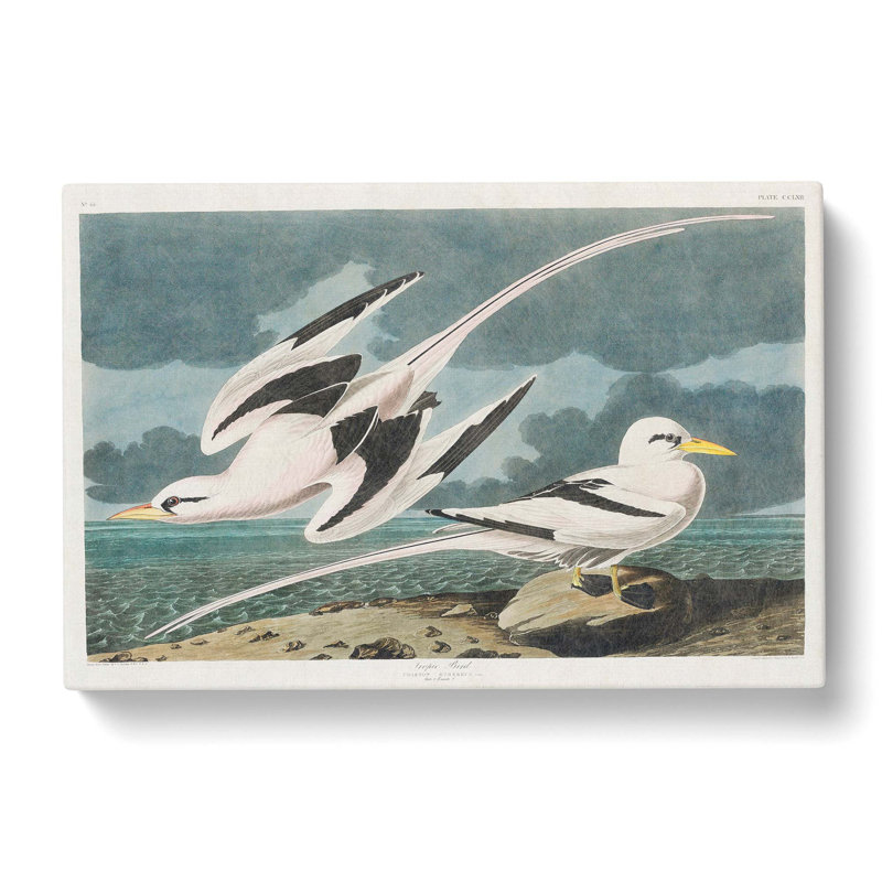 Tropicbirds by John Audubon - Wrapped Canvas, 40cm H x 60cm W x 3cm D