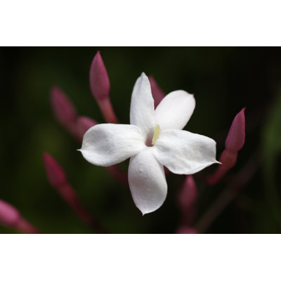 " Jasmine "
