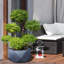 Reinforced Stone Bowl Planter, Faceted Shallow Planter, Bonsai Pot-1661337766-1661337767