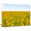 «Beautiful Sunflowers Garden», reproduction de photo sur toile tendue-19240987