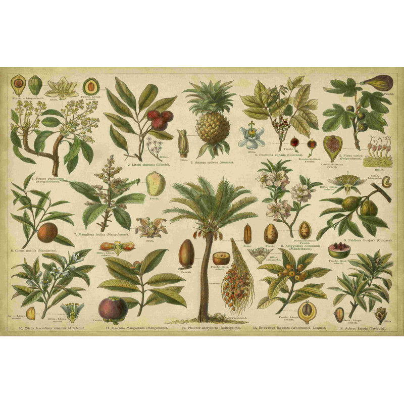 Classification Trop. Plantes, H 8 po x l 12 po