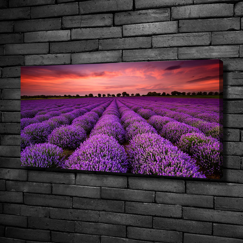 Lavender Field - Wrapped Canvas Print