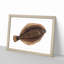 Turbot Fish by Edward Donovan - Picture Frame Painting Print-55614926-55614927