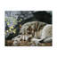 «Resting Spot Wolf» par Etelca, impression sur toile tendue-27643304
