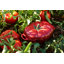 Staub Ceramic 16-oz Petite Tomato Cocotte