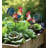 Rooster Plant Pick Set/2