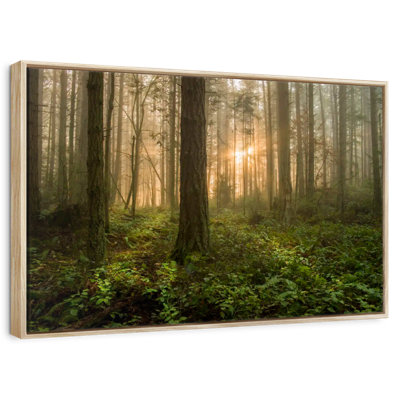 Lummi Island Forest Sunrise