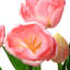 Fleurs de tulipe rose 18 po