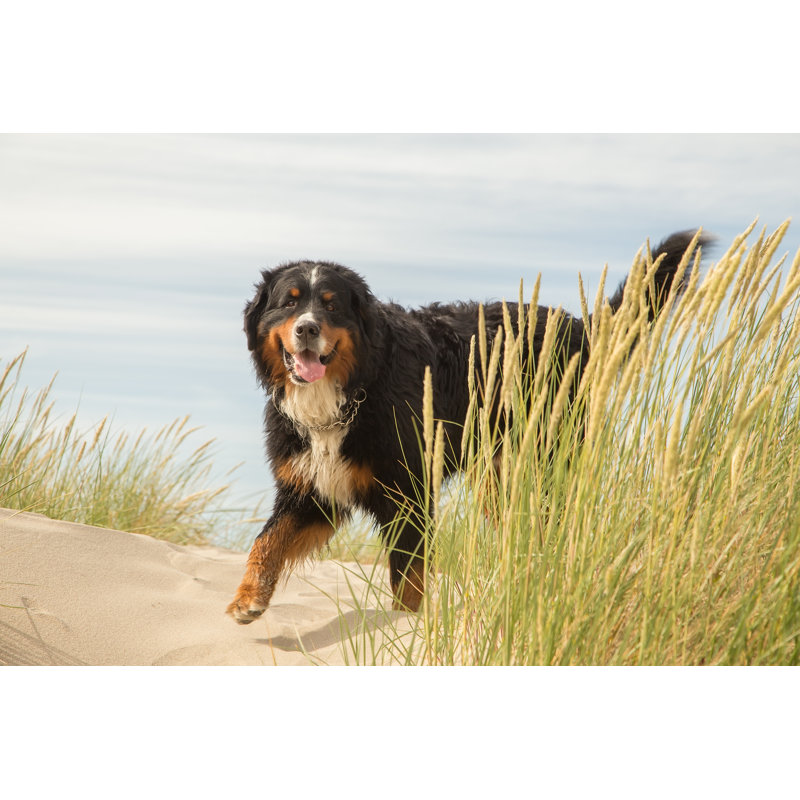 Bernao Dog In The Grass - Wrapped Canvas Print, 61cm H x 91cm W x 3.8cm D