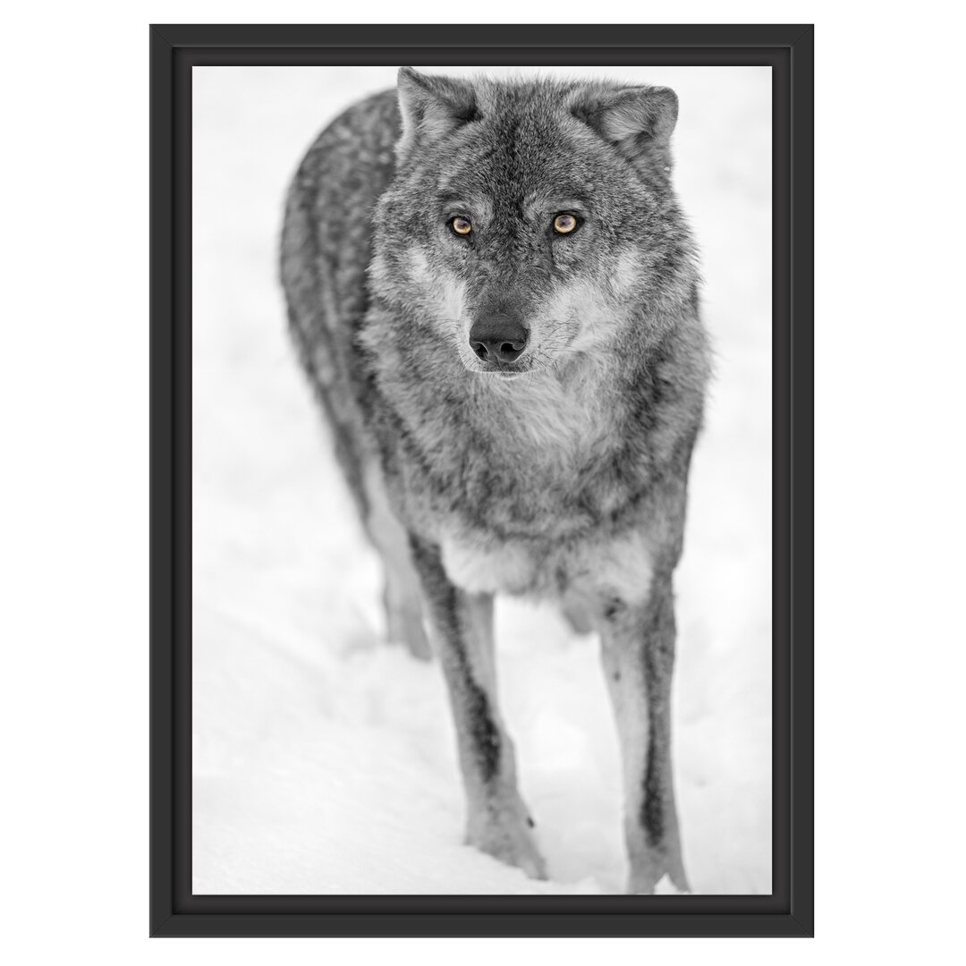 Gerahmtes Wandbild Wolf in Schneelandschaft