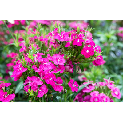 Kaibito Dianthus - Wrapped Canvas Print