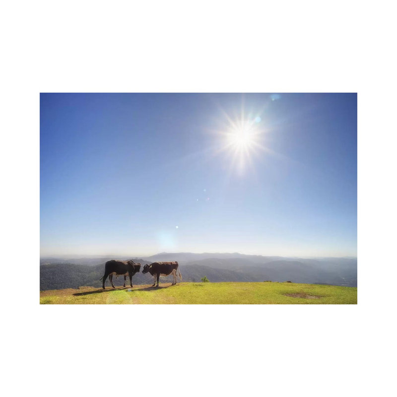 Cow I by Glauco Meneghelli - Wrapped Canvas Print, 45.72cm H x 66.04cm W x 1.9cm D