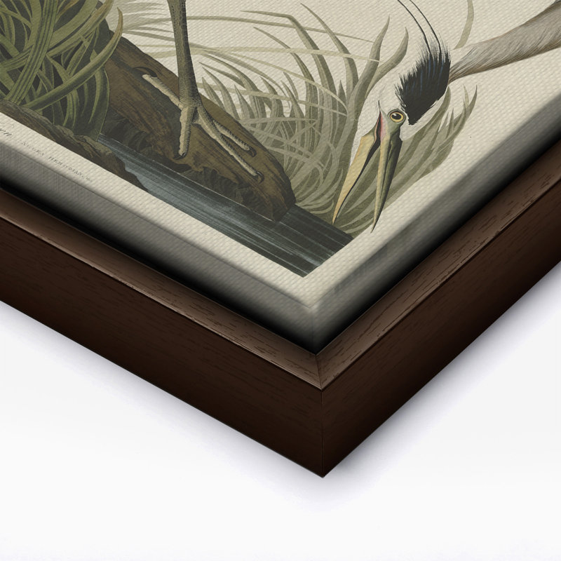 John James Audubon - Grand héron bleu, 08"H x 10"W, Canvas, Brown Framed