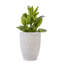 Pot à fleurs Modern Modern-817879946