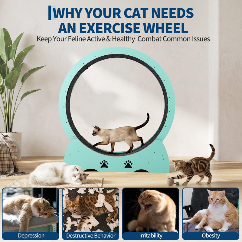 Roue d'exercice pour chat, grande roue de course pour chat de 37 po avec conception verrouillable, tapis roulant pour chat multicouche en contreplaqué avec chenille, pour chats d'intérieur 17 à 25 lb