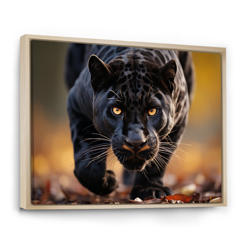 Panthère noire majestueuse chassant la faune I - impression, Cadre flottant brun, H 16 po x l 32 po x P 1 po
