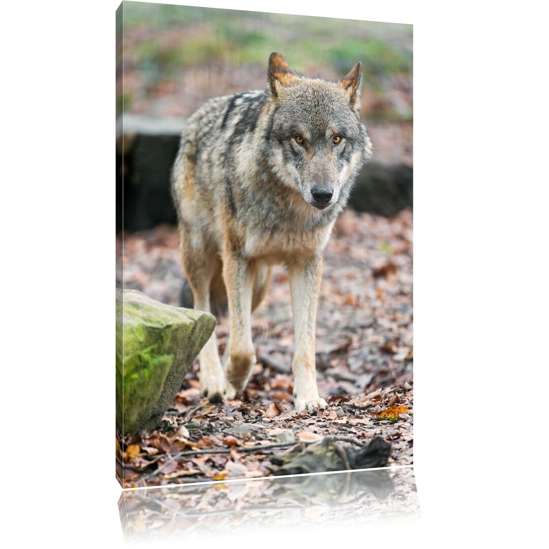 Leinwandbild Wolf im Laubwald