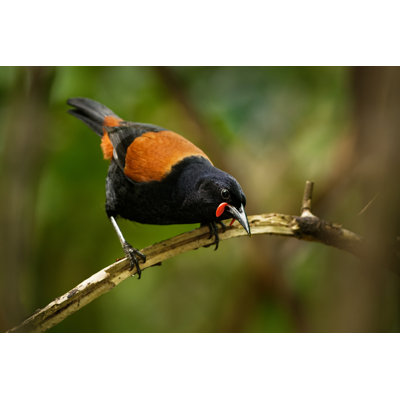 Saddleback 1 Piece Wrapped Canvas Wall Art