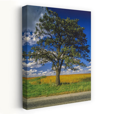 Chêne unique sur une route de campagne, ferme, champ d'herbe, nuages de ciel bleu, Il, États-Unis, forêt contemporaine abstraite, art mural