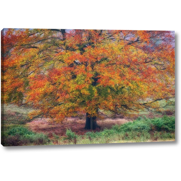 Charlton Home® Autumn Tree III On Canvas by Cora Niele Print | Wayfair