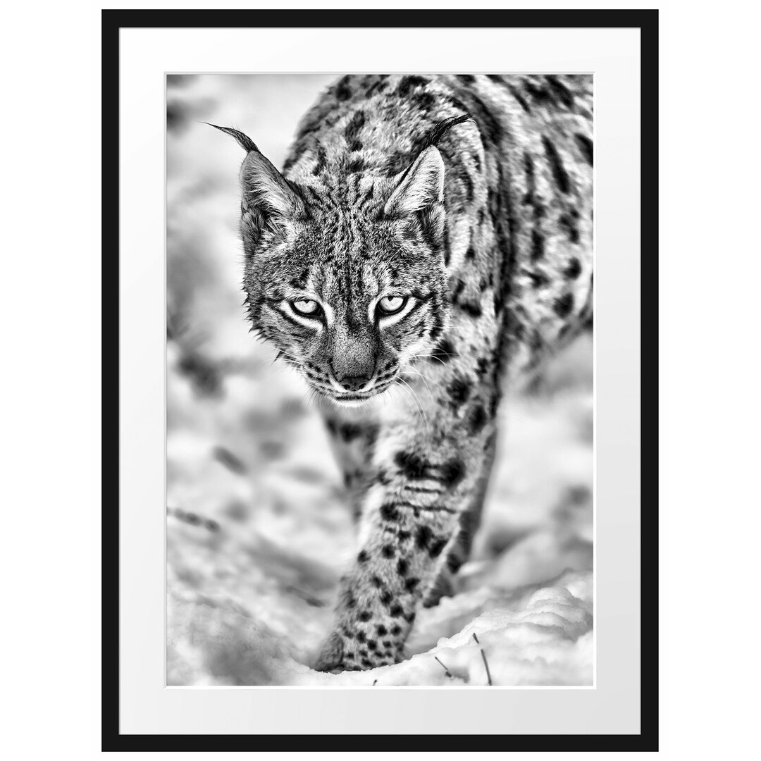 Gerahmtes Poster Wachsamer Luchs im Schnee