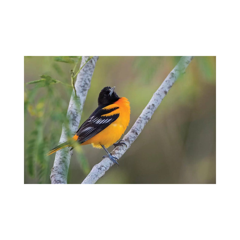 Baltimore Orioles by Larry Ditto - Wrapped Canvas Print, 20.32 cm H x 30.48 cm W