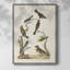«Antique Birds in Nature II», reproduction encadrée - bois massif-391460675