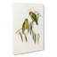 Coxens Parakeets by Elizabeth Gould - Wrapped Canvas-55371849