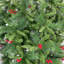 Arbre de Noël artificiel épinette-92286479