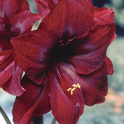 Van Zyverden Mega Amaryllis Bulb Red Pearl Limited Availability Set of 1 Bulb