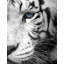 Panneau mural Tiger-235047940