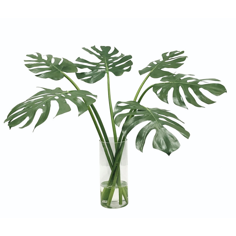 MULTI MONSTERA IN VASE
