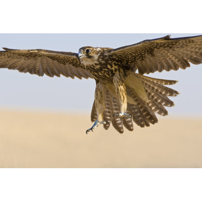 " Falcon In Flight " by Dmbaker