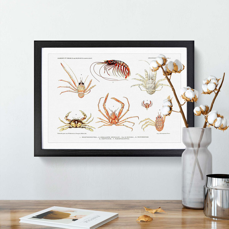 Crabs & Shrimps by Albert I - Framed Print, 27cm H x 36cm W x 2cm D, Black Framed