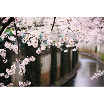 Cherry Blossoms In Tokyo by Yukidaruma - Wrapped Canvas Print