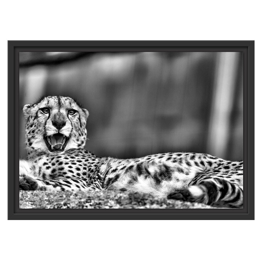 Gerahmtes Wandbild schlafender Gepard