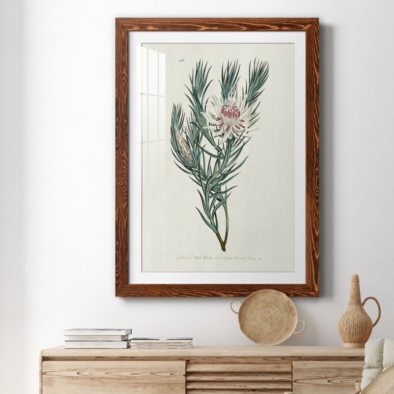 Protea N33 - Peinture encadrée, H 37,5 po x l 27,5 po x P 1,5 po, Érable