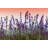 Lavender Field by Taseffski - Wrapped Canvas Print-1393001232