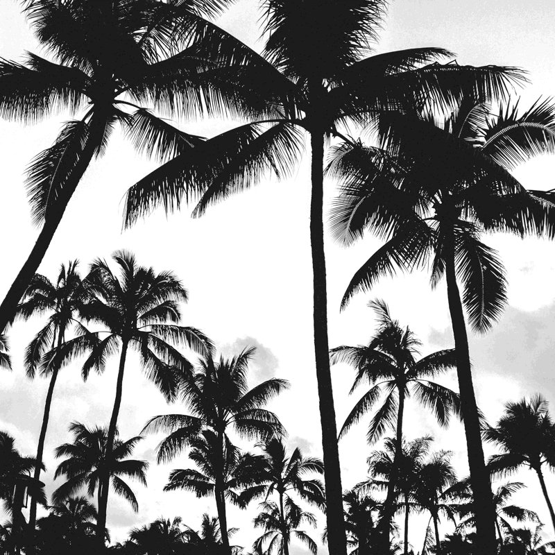 Palmiers, photographie, H 36 po x l 36 po