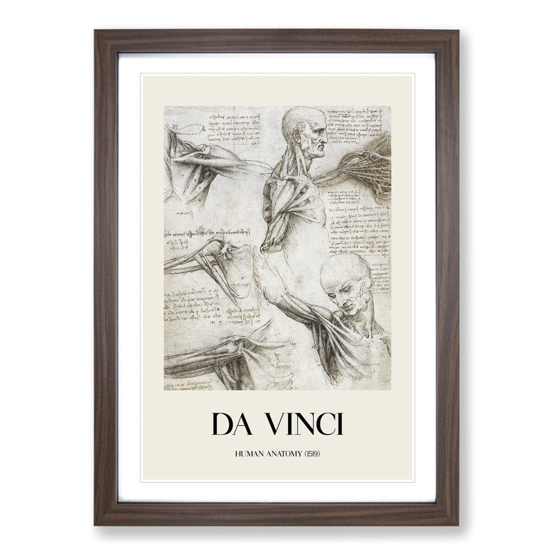 Human Anatomy Vol.3 by Leonardo Da Vinci - Picture Frame Drawing, Walnut Framed, 65cm H x 48cm W x 2cm D