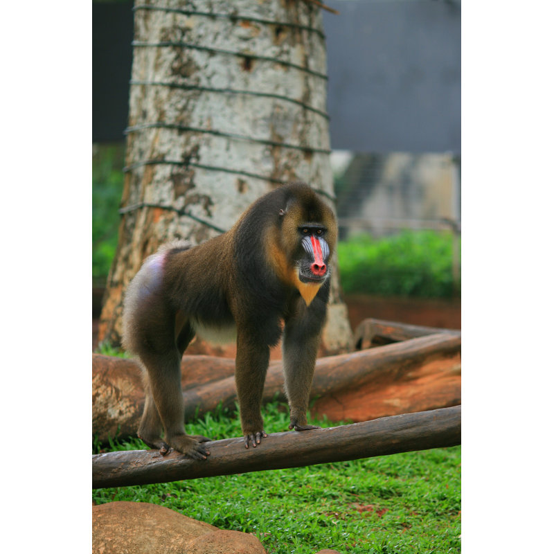 Mandrill Baboon - photographie sur toile tendue, H 18 po x l 12 po